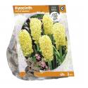 Baltus Hyacinthus City of Haarlem bloembollen per 3 stuks